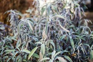 Salvia divinorum , sage of the diviners, ska mar a pastora, seer's sage, yerba de la pastora, just salvia Dry leaves after frost.. Sage leaves close-up. Spicy plants on the bed. photo