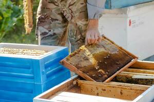 beekeeper puts frame in hive. Work on apiary in summer. Beekeeping. Caring for bees. profitable hobby. photo