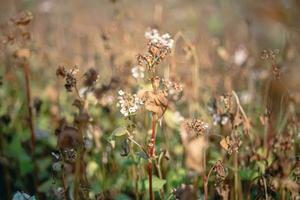 Buckwheat after frost. Frozen leaves and flowers of Buckwheat. Plants after sharp cold snap. Dead parts of plants after frost. destroyed crops, collapse of business. Problems of agronomy photo
