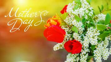 Text Mother Day Still life of bird cherry and tulips. bouquet flowers on background of green grass. Background for greeting card with beginning of spring, photo