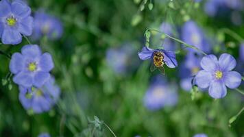 Honey bee collect nectar from Blue large flowers of garden Linum perenne, perennial flax, blue flax or lint against sun. Decorative flax in decor of garden plot. Natural background photo