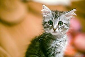 Portrait of surprised kitten. Frightened pet on background of room. photo