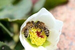 miel abeja recoge néctar y polen en temprano primavera desde eléboro, eléboros, helleborus floración plantas en el familia ranunculáceas. foto