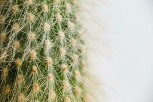 Cactus with white fluffy needles. Beautiful cactus close-up photo