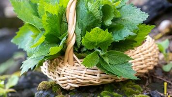 Lamium album, white nettle or white dead-nettle do not sting Collected in basket. Collecting medicinal herbs. photo