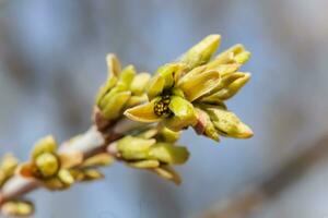 Cornus officinalis view photo