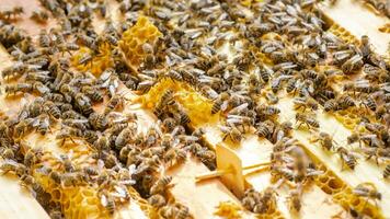 Inspection of bee families on apiary in spring Beekeeping concept. Soft focus photo