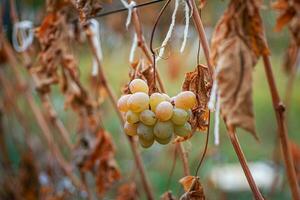 Grapevine after the first frost. Wine red grapes for ice wine in Withered darkened yellow leaves of grapes in autumn after the first cold weather. Harvested concept photo