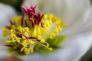 hellebore, hellebores, Helleborus flowering plants in the family Ranunculaceae. photo