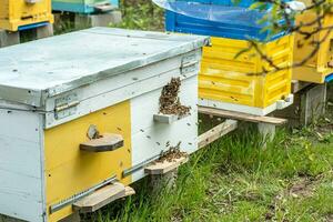 Hives in an apiary with bees flying to the landing boards in a green garden photo