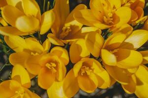 azafrán, azafrán o Croci ese floraciones en el prado. foto