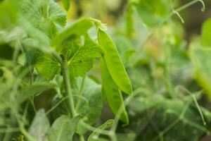 Pisum sativum, pea, garden peas in the garden. Young pea sprouts. Pea pod on bush close-up. Vegetarian food. photo