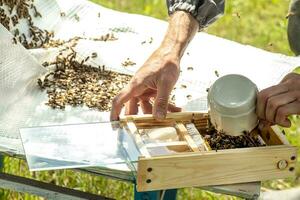 Beekeeper holding a small Nucleus with a young queen bee. Breeding of queen bees. Beeholes with honeycombs. Preparation for artificial insemination bees. Natural economy. Queen Bee Cages photo