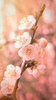 Flowers of Cherry plum or Myrobalan Prunus cerasifera blooming in the spring on the branches. Designer tinted in pink and blue. photo