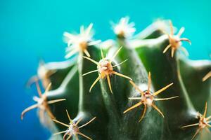 Small green cactus with bent needles on a blue background. photo