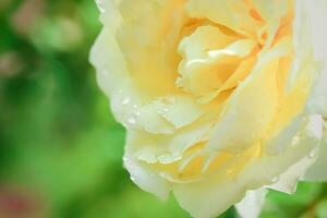 raindrops on a white rose petal. Beautiful background with plants and flowers. photo