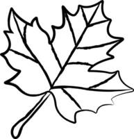 Maple Leaf hand drawn vector illustration