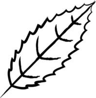 Black cherry  Leaf hand drawn vector illustration