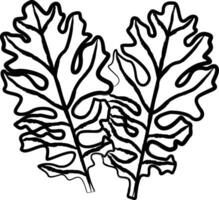 Dusty Miler Leaf hand drawn vector illustration