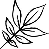 Ash Leaf hand drawn vector illustration