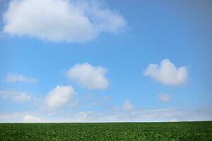 White fluffy clouds over green soybeans. soybean field in summer. Lanshaft with legumes for vegetarians. photo