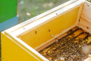 Bee hives in care of bees with honeycombs and honey bees. beekeeper opened hive to set up an empty frame with wax for honey harvesting. photo