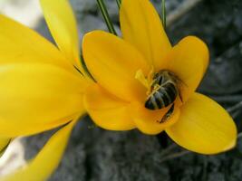 A bee collects nectar from white hyacinth photo