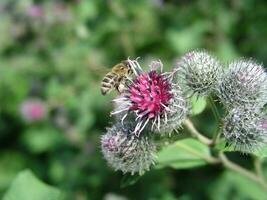Honey Bee on Purple thistle with sharp thorns on a meadow of green grass. photo