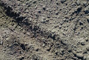 bed in freshly ground ready for sowing seeds. Garden works in fields in spring. photo