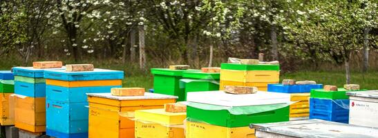 Blossoming garden with apiary. Bees spring under the flowering trees of apple trees. Red tulips on the background of hives. photo