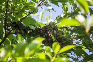 swarm of bees on a tree branch. small bee swarm on a cherry branch in the garden near the apiary. photo