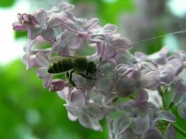 un abeja recoge polen desde el flores de lila. primero lila flores en el arbustos miel plantas Ucrania. recoger polen desde flores y brotes foto