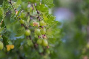gooseberry, Ribes uva-crispa, Ribes grossularia green unripe berries on a branch. photo