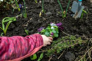 A girl plants a flower in the soil in a flower bed photo