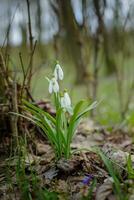 Galanthus, snowdrop three flowers against the background of trees. photo