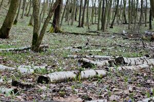 Glade in the forest with snowdrops and fallen trees. Primrose in early spring. photo