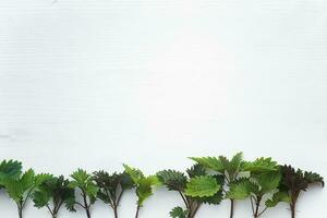 frame with branches and green leaves young nettle on on wooden white background. Leaf pattern. Flat lay, top view, copy space photo