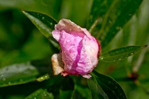 peony or paeony, Paeonia pink after rain in the sun. One peony flower in flowerbed. photo