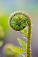 helecho fronda.nueva helecho hoja desplegándose. foto