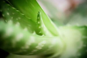 curación poder en un hoja. áloe Vera, con sus suculento verde hojas, es un potente fuente de natural medicamento. sus gel, cuidadosamente extraído desde dentro el puntiagudo follaje, proporciona alimento y rejuvenecimiento para el piel. foto