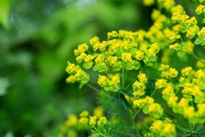 flor ciprés euforbio, euforia cyparissias en prado. foto