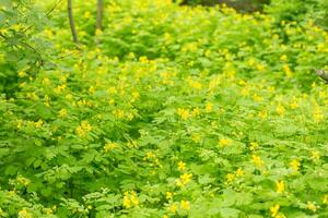 Chelidonium majus, nipplewort, swallowwort or tetterwort yellow flowers photo