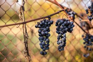 hielo vino. vino de hielo, vino tinto, con hielo vino, mas dulce vino es desde uvas triturado vid después primero escarcha. marchito amarillo hojas de uvas en otoño después el primero frío clima. cosechado concepto foto