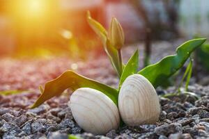 Two white Easter eggs with a branch of apricot in green grass. Easter background. Search for eggs at Easter. photo