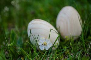 Two white Easter eggs with a branch of apricot in green grass. Easter background. Search for eggs at Easter. photo