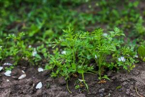 Young sprouts parsley. In the garden bed of spice plants. The up photo