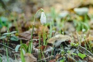 Galanthus, snowdrop three flowers against the background of trees. photo