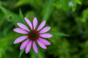 Echinacea flower close-up on a green background. Large garden daisy in the center for the background on the phone screen or monitor. photo