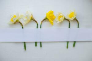 creativo diseño hecho con narciso flores en blanco madera antecedentes. plano poner. estrecho papel tira para Copiar espacio. parte superior vista. Pascua de Resurrección, 8 marzo, de la madre día, primavera antecedentes foto