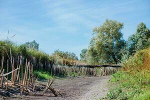 bottom of dry lake. Reeds along dry lake. Dry reeds by lake. Ukraine without water. photo